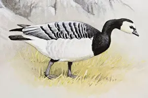 Grey Prints: Barnacle goose (Branta leucopsis) walking in grass near rock, side view