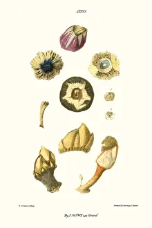 Mollusc Prints: barnacle shell