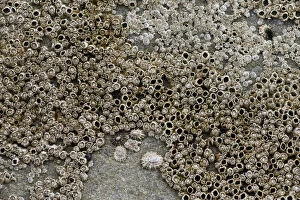 Barnacles -Balanidae- and Limpets -Patellidae- in the surf zone on a rock, Sandoy, Faroe Islands, Denmark
