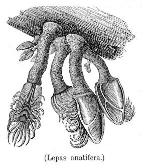 Barnacle Collection: Barnacles engraving 1888