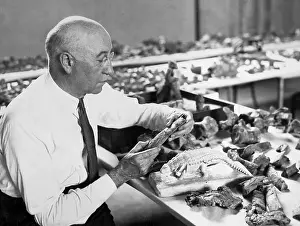 Fossil Prints: Barnum Brown Working on Dinosaur Model