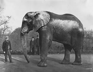 Famous Gallery: Barnums Elephant