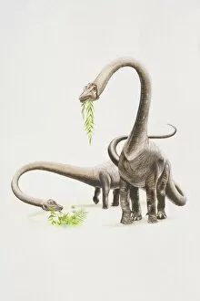 Two Barosaurs eating plants, front view