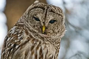 Images Dated 8th March 2015: Barred Owl