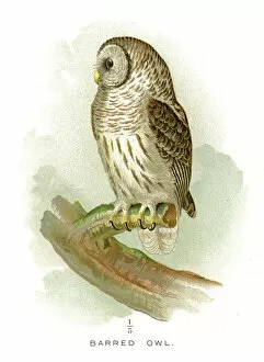 Images Dated 20th April 2017: Barred owl lithograph 1897