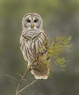 Perching Collection: Barred Owl on Perch in Everglades