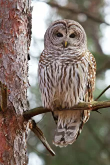 Jim Cumming Photography Gallery: Barred owl perched in tree