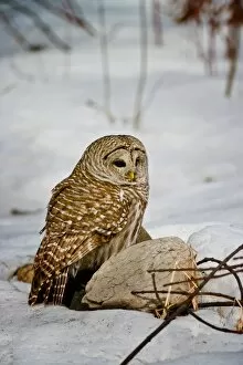 Images Dated 20th March 2015: Barred Owl In Snow