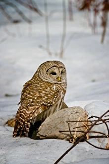 Images Dated 20th March 2015: Barred Owl In Snow