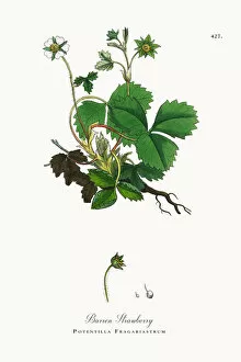 Images Dated 23rd October 2017: Barren Strawberry, Potentilla Fragariastrum, Victorian Botanical Illustration, 1863