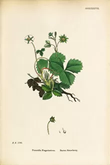 Images Dated 20th September 2017: Barren Strawberry, Potentilla Fragariastrum, Victorian Botanical Illustration, 1863