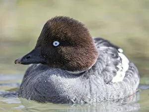 Images Dated 24th April 2017: Barrows Goldeneye duck