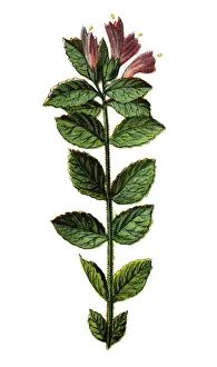 Bartsia alpina, alpine bartsia or velvetbells