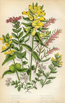 Images Dated 4th February 2016: Bartsia, Alpine Bartsia, Eyebright, Rattle, Victorian Botanical Illustration