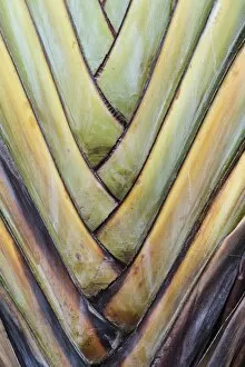 Images Dated 30th November 2012: Base of a Travellers Palm -Ravenala madagascariensis-, rare type of a fan palm, detail view