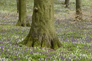 Images Dated 20th April 2013: Base of the trunk of a beech -Fagus sylvatica- and flowering Hollow Larkspur -Corydalis cava