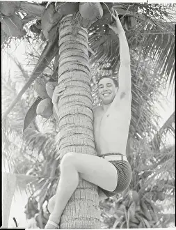 Indulgence Prints: Baseball Favorite Bob Feller Climbing Coconut Tree
