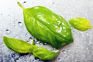 Herbs Prints: Basil leaves