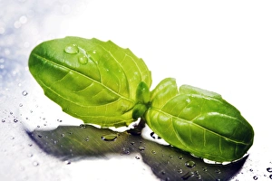 Liquid Gallery: Basil leaves