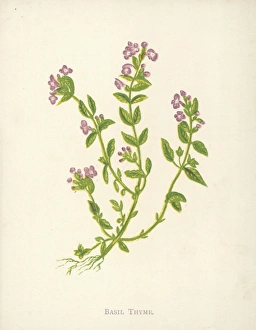 Images Dated 6th September 2004: Basil Thyme