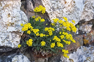 Czech Republic Gallery: Basket of Gold, Yellow alyssum flowers, Basket-Of-Gold, Candy Mustard, Gold Alyssum, Gold Dust