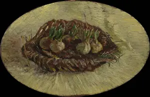 Basket Of Hyacinth Bulbs