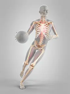 Scientific Prints: Basketball player, illustration
