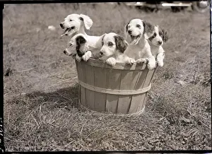 Basketful of Puppies