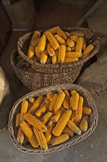 Images Dated 14th October 2014: Baskets with corn cobs -Zea mays subsp. mays- filled, Bavaria, Germany