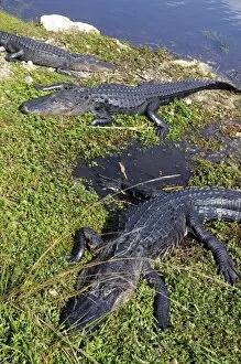 Basking American alligators, Alligator mississippiensis. Everglades National Park, Florida, USA