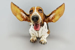 Funny Animal Prints Gallery: Basset Hound with Outstretched Ears