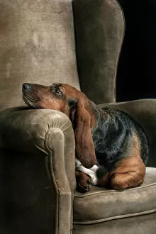Images Dated 6th December 2012: Basset hound portrait in studio
