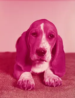 Basset hound puppies