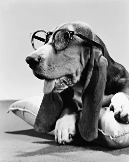 Eyeglasses Prints: Bassett hound