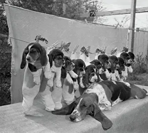 Bassett Hounds Sitting in a Line