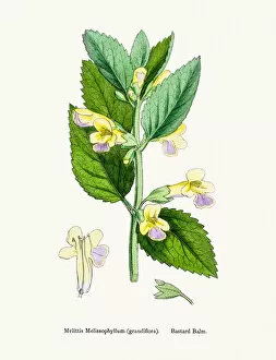 English Botany, or Coloured figures of British Plants Collection: Bastard Balm plant