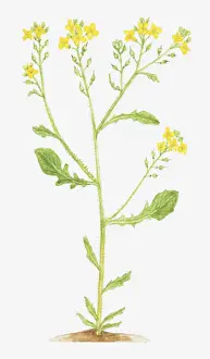 Branched Prints: bastard cabbage, botany, branched, cruciferae, cut out, flower, growth, leaf, no people