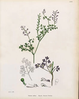 Images Dated 16th January 2017: Bastarda┬Ç┬Ös Rampant Fumitory, Fumaria confusa, Victorian Botanical Illustration, 1863