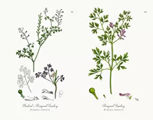 Images Dated 15th November 2017: Bastardas Rampant Fumitory, Fumaria confusa, Victorian Botanical Illustration, 1863