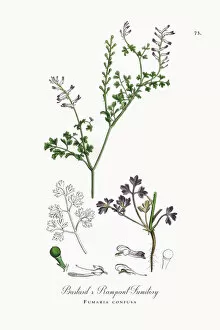 Images Dated 25th September 2017: Bastardas Rampant Fumitory, Fumaria confusa, Victorian Botanical Illustration, 1863
