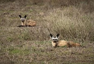 Images Dated 22nd December 2010: Bat-eared Fox, Otocyon megalotis
