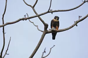 Images Dated 16th October 2015: Bat Falcon