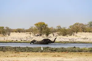 Taking A Bath Prints: Two bathing African Elephants -Loxodonta africana- in the water