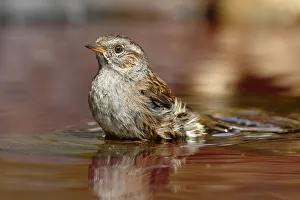 Images Dated 2nd September 2012: Bathing Dunnock -Prunella modularis-, Neunkirchen in Siegerland, North Rhine-Westphalia, Germany