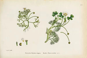 Images Dated 5th January 2017: Baudota┬Ç┬Ös Crowfoot, Ranunculus Baudotii vulgaris, Victorian Botanical Illustration, 1863