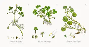 Crowfoot Prints: Baudotas Water Crowfoot, Ranunculus Baudotii confusa