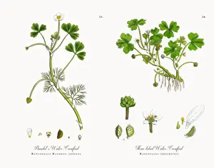 Crowfoot Prints: Baudotas Water Crowfoot, Ranunculus Baudotii confusa