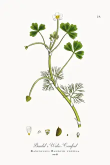 Crowfoot Prints: Baudotas Water Crowfoot, Ranunculus Baudotii confusa