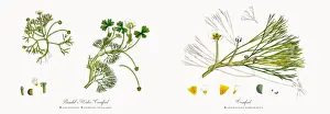 Crowfoot Prints: Baudotas Water Crowfoot, Ranunculus Baudotii vulgaris