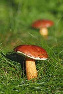 Blurred Gallery: Bay Bolete (Boletus badius), edible mushroom